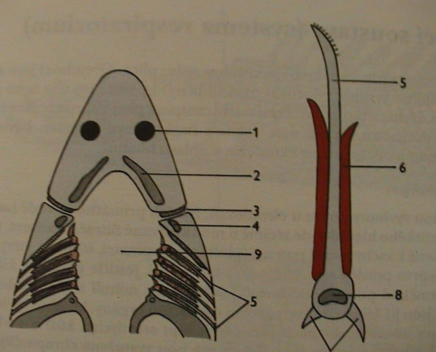 dýchací soustava - žábry žábry přisedají na elastické