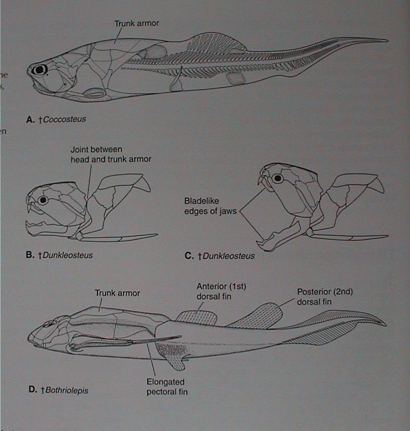 VII. Gnathostomata: Placodermi - pancířnatci Arthrodira - kloubnatci párový kloub spojující hlavový a trupový pancíř bez zubů, ale čelisti měly ostré hrany nebo z nich vybíhaly kostěné výrůstky pohyb