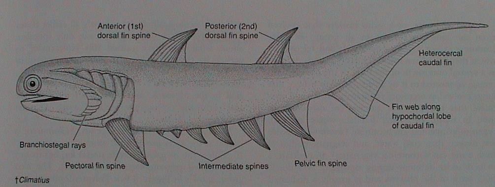 VII. Gnathostomata: Acanthodii - trnoploutví 10-30 (250) cm, heterocerkní ocasní ploutev, redukce kožního krunýře, kostěné šupiny, na hlavě i kostěné destičky notochord zachován, obratle i lebka