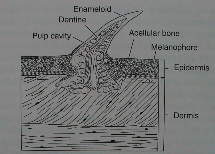 ischiopubicum, 3 basalia, radialia, ceratotrichia) boční sval, myomery alternují s