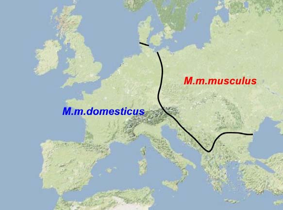 Jak jsem již uváděl, u M.m.domesticus proběhla zhruba před 12000 lety domestikace v oblasti tzv.úrodného srpku (fertile crestcent) a spolu s lidmi se šířil dále do západní Evropy.