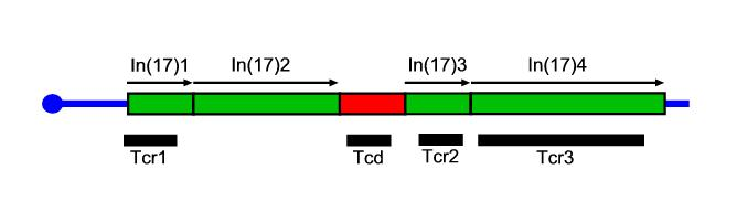 rekombinantních t-haplotypů také vyplývá, že jednotlivé geny (Tcd1,2,3) mají různý podíl na přenesení t-haplotypu do potomstva (Lyon, 1984). Obr.