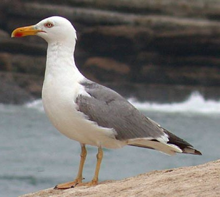 Č: Rackovití Laridae - většinou