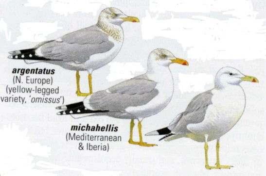 (Larus michahellis) Racek