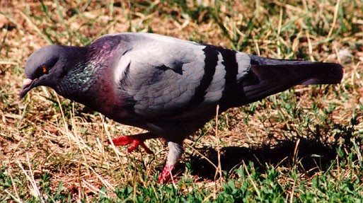 (Columba