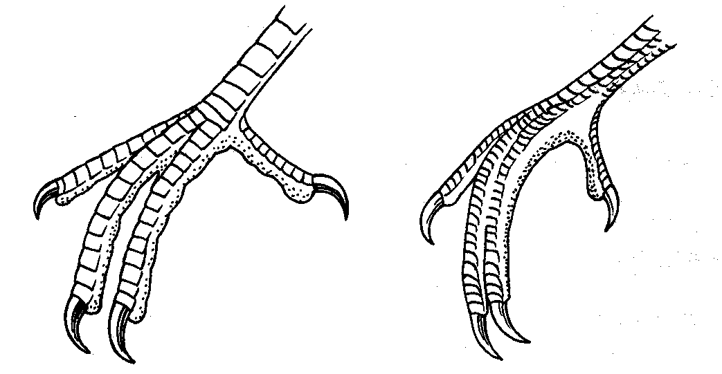 Řád: SROSTLOPRSTÍ (Coraciiformes) - různorodý řád masoţravých ptáků, pestré zbarvení, dlouhý zobák - 2 přední prsty při bázi