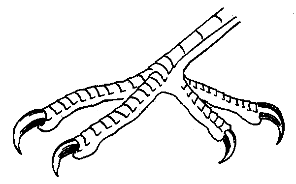 Řád: ŠPLHAVCI (Piciformes) - stromoví ptáci, šplhavá (zygodaktylní) noha dva prsty