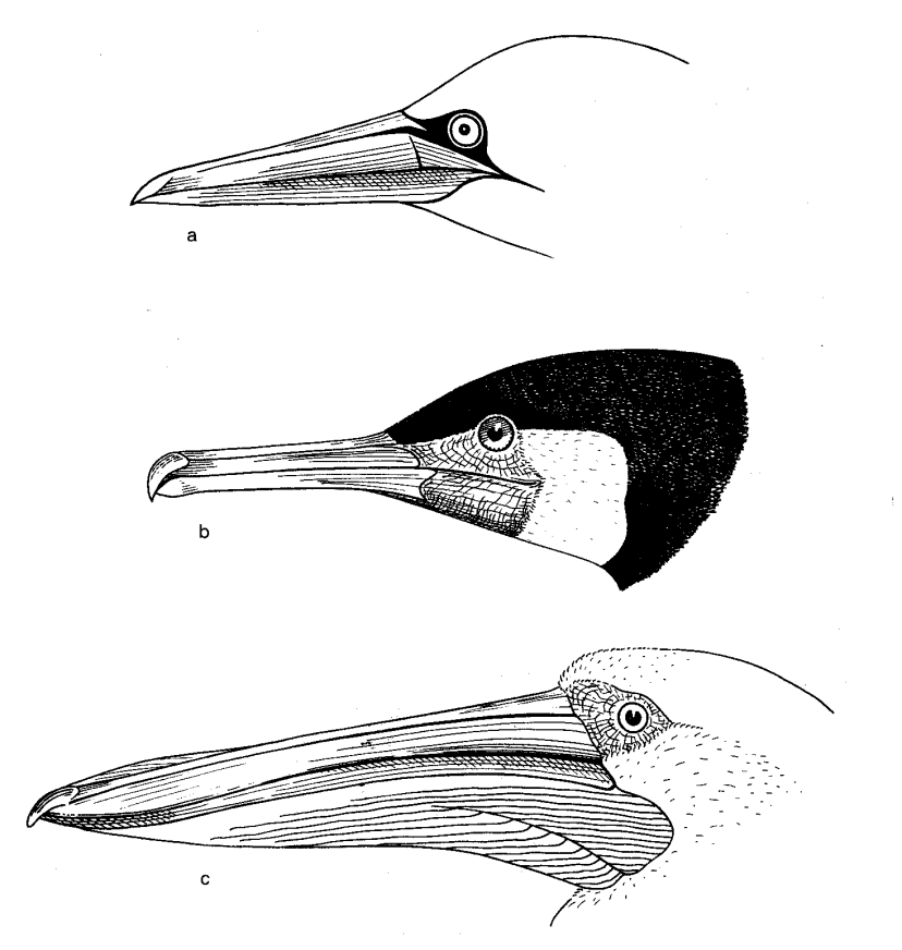 Řád: VESLONOZÍ (Pelecaniformes) - velcí vodní ptáci, veslovací noha (4 prsty spojené plovací