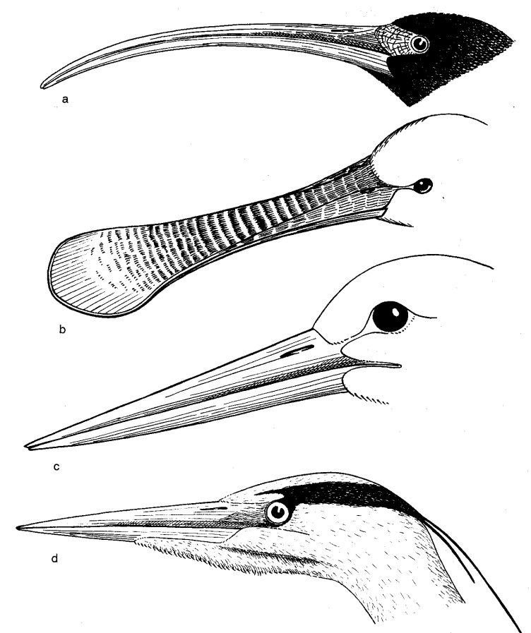 Řád: BRODIVÍ (Ciconiiformes) - většinou štíhlí vodní ptáci, dlouhý zobák, krk a nohy - brodivá noha (dlouhá noha s dobře vyvinutým palcem, s plovací blánou na předních prstech nebo bez ní) - různé