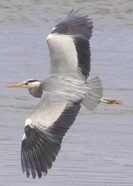 (Ardea