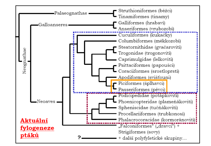 Systém skupiny Neoaves