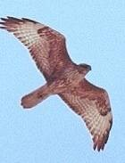 (Buteo