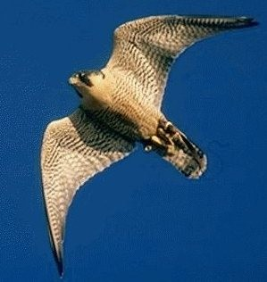 Falconidae