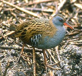 Č: Chřástalovití Rallidae - malí aţ středně velcí, často skrytí, v