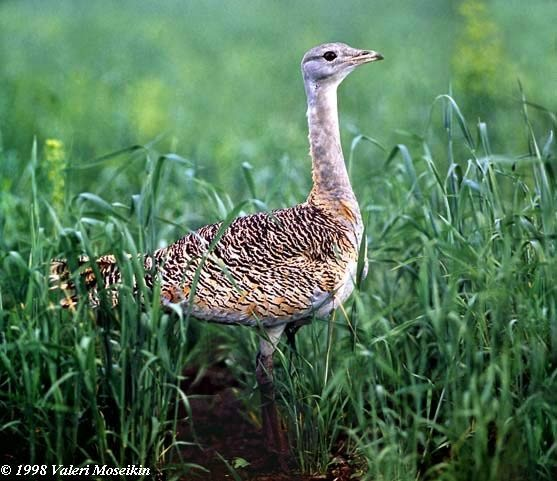 Č: Dropovití Otididae - velcí