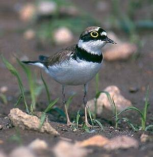 Č: Kulíkovití Charadriidae -