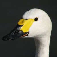 Anatidae Labuť velká