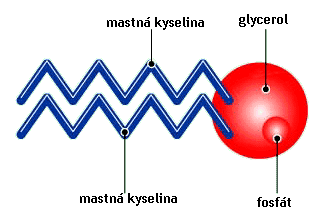 Fosfolipidy Jsou základní součástí všech buněčných membrán na celulární i subcelulární úrovni a tvoří také