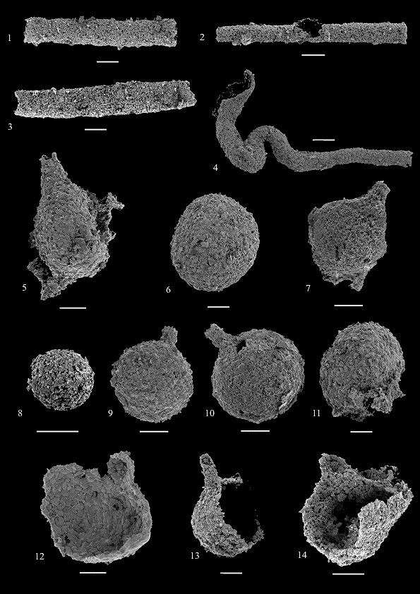 Délka měřítka je 100 µm.