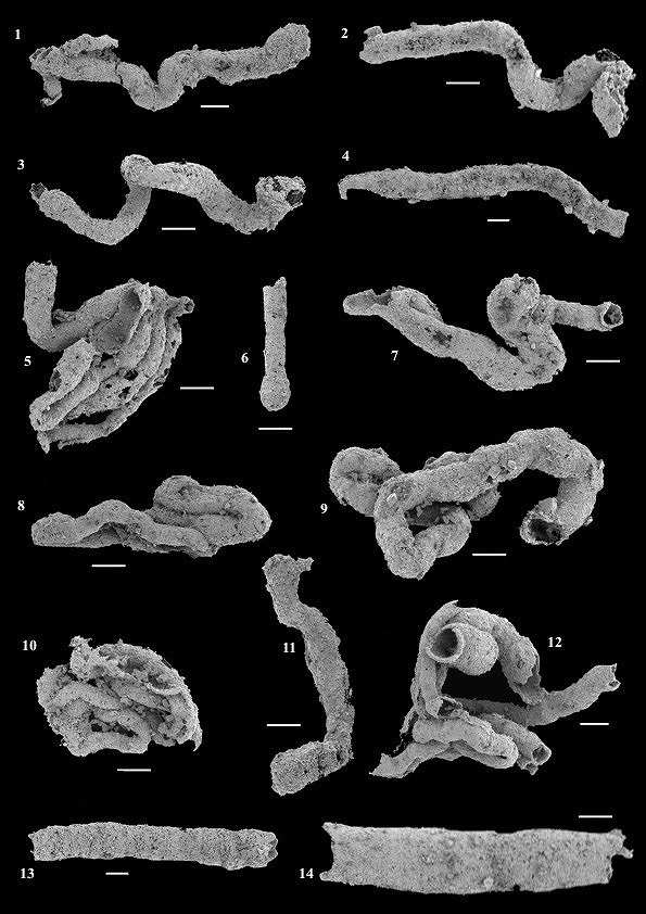 Délka měřítka je 100 µm.