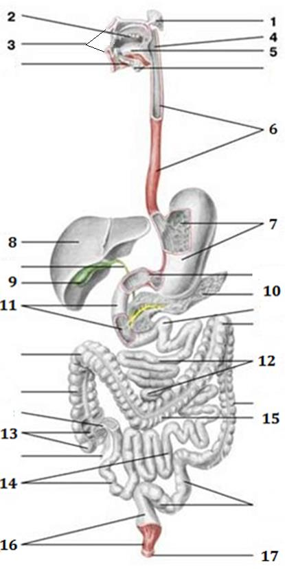 3) 3a) Pojmenujte části trávicí soustavy označené čísly 1-17.