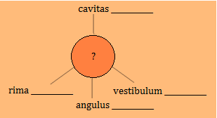 capita - buccae (PÁD) buccarum - sphincteris -