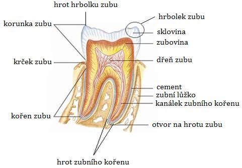 Obrázek 6 7) 7a) Tvořte víceslovné termíny. Zapište do tabulky. Poznámka: Šipky znázorňují syntaktické vztahy mezi výrazy (světlá šipka - PKS, tmavá šipka - PKN).