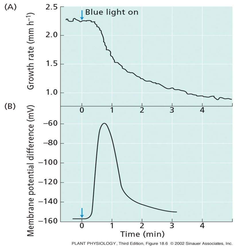 SFZR 11 Experimentální možnosti oddělení inhibice růstu zprostředkované fytochromem od inhibice zprostředkované specifickými receptory modrého světla 1) Aplikace silného žlutého světla => saturovaná