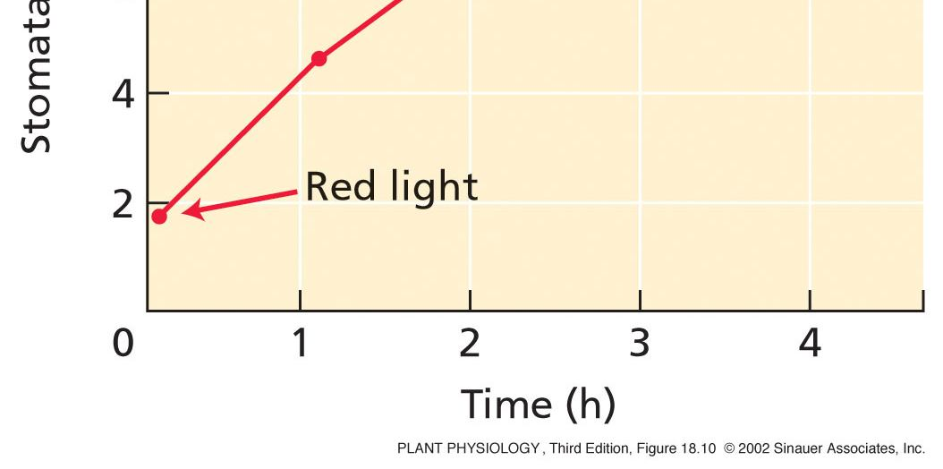 nefotosyntetickou reakci 1) Saturace fotosyntetické