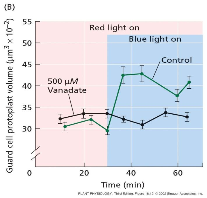 SFZR 21 Modré světlo aktivuje protonovou pumpu (H + - ATPase) Po ozáření protoplastů svěracích buněk modrým světlem se ph okolního média snižuje, prostředí se okyseluje.