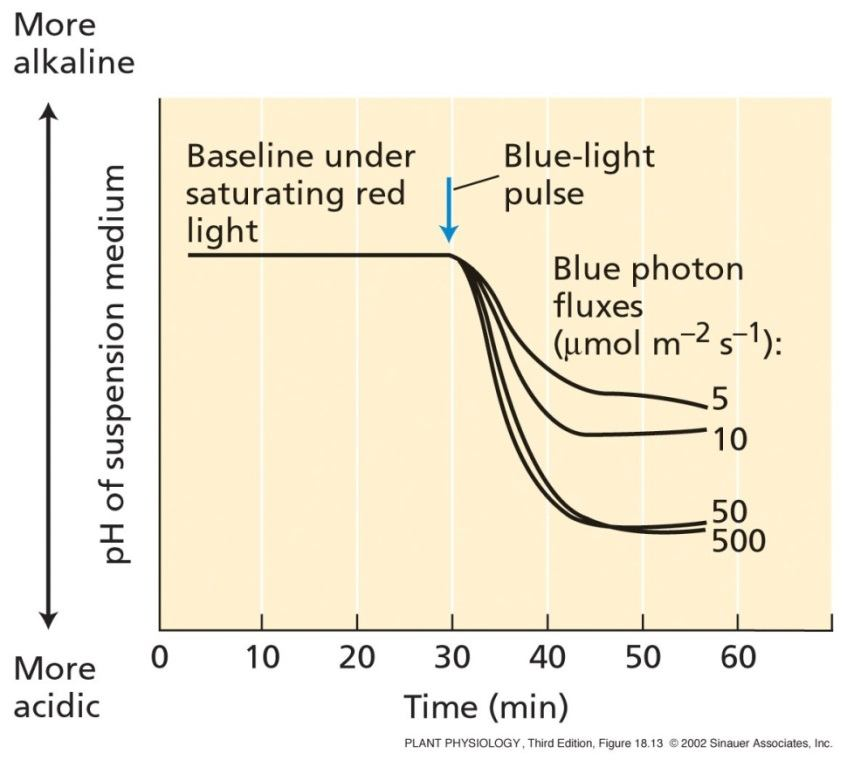 SFZR 24 Zvýšení pumpování protonů a velikost otevření stomat jsou úměrné množství fotonů modrého světla dopadajících na list Reakce stomat funguje jako senzor fotonů