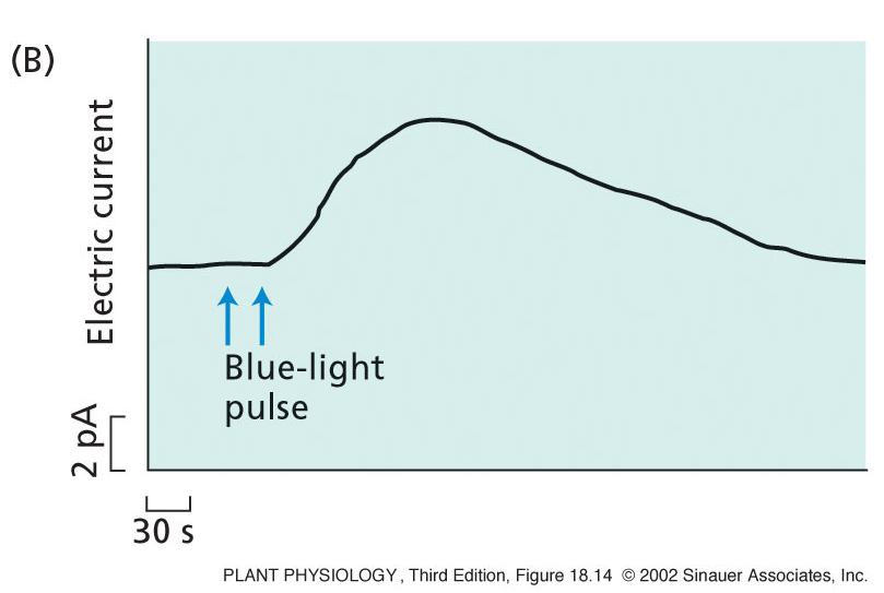 SFZR 25 Reakce indukované modrým světlem mají charakteristickou délku lag fáze a kinetiku 1) Maximální amplitudy reakce je dosaženo až za několik minut nejprve konvertuje neaktivní formu receptoru na