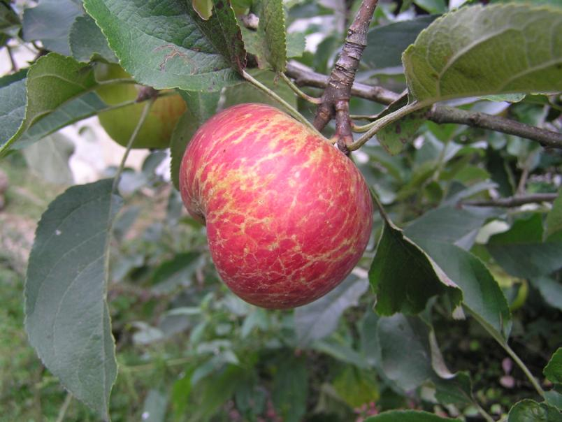 5.1.4 Padlí jabloně (Podosphaera leucotricha) Příznaky byly pozorovány na