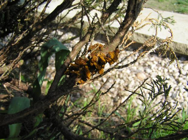 42 Zduřenina s myceliem na jalovci. Duben 2013.