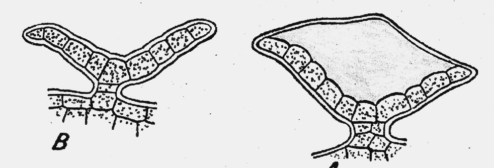 (Humulus lupulus).