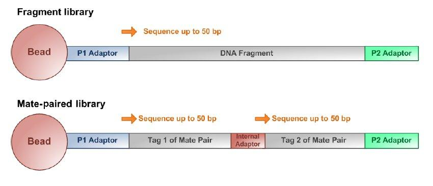 Obr. 10: Stavba základních úseků fragmentové a párové knihovny (upraveno dle APPLIED BIOSYSTEMS, 2009) 3.