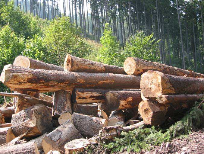 Drevo - surovina Drevo - prirodzený produkt