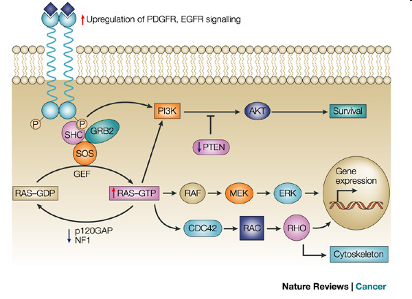 Receptor transformujícího růstového faktoru Receptor s tyrosinkinázovou aktivitou (P), extracelulární doména, vázající ligand (např.