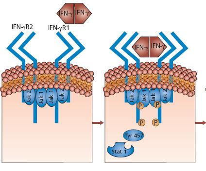 Dimer IFN-γ se váže na dva IFN-γR1 řetězce Přenos signálu se uskutečňuje přes sérii fosforylací tyrosinových zbytků.