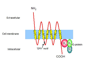 Receptor pro tumort umory nekrotisující factor TNF je dominantním cytokinem v procesu zánětu. Extracelulární doména receptoru pro TNF je bohatá na cystein.