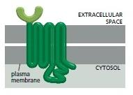 RECEPTOR SPŘAŽENÝ S