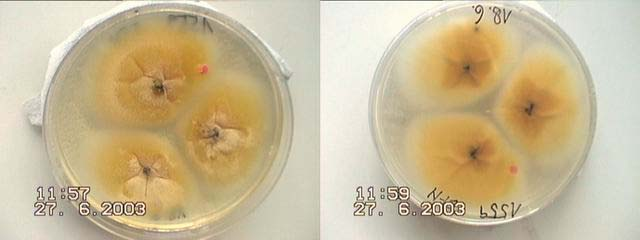 Epidermophyton floccosum charakteristika Pomalu až středně rychle rostoucí dermatofyt. Na začátku 20. století byl u nás z antropofilních dermatofytů nejčastější, ale pak ho vytlačilo T. rubrum.