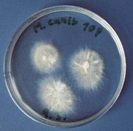 Microsporum canis charakteristika Nejčastější vyvolavatel tinea capitis