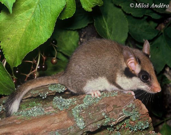 Eliomys quercinus (Linnaeus, 1766) plch