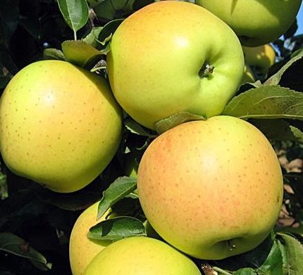 GOLDEN DELICIOUS Plod: středně velký, kuželovitý, základní barva zelenožlutá, v době zralosti žlutá, bez krycího zbarvení.