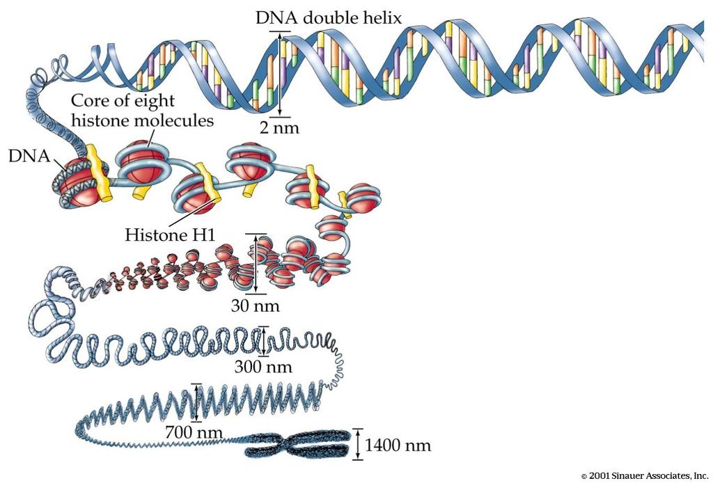 Struktura chromosomu chromatin, euchromatin,