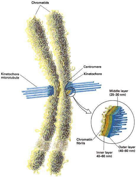 Kinetochor ://www.youtube.com/wat ch?