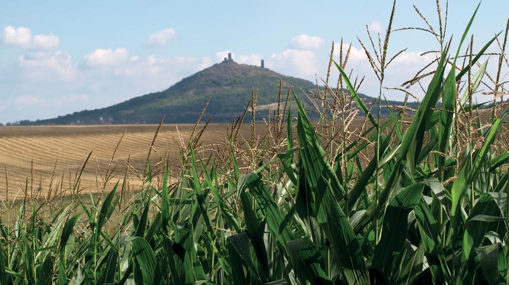 Potvrzená očekávání Výsledky odrůd cukrovky Betaseed po prvním roce v praxi.» strana 6 Tento hybrid má vysoký obsah škrobu a zároveň velmi dobré hodnoty ve stravitelnosti vlákniny (DINAG).