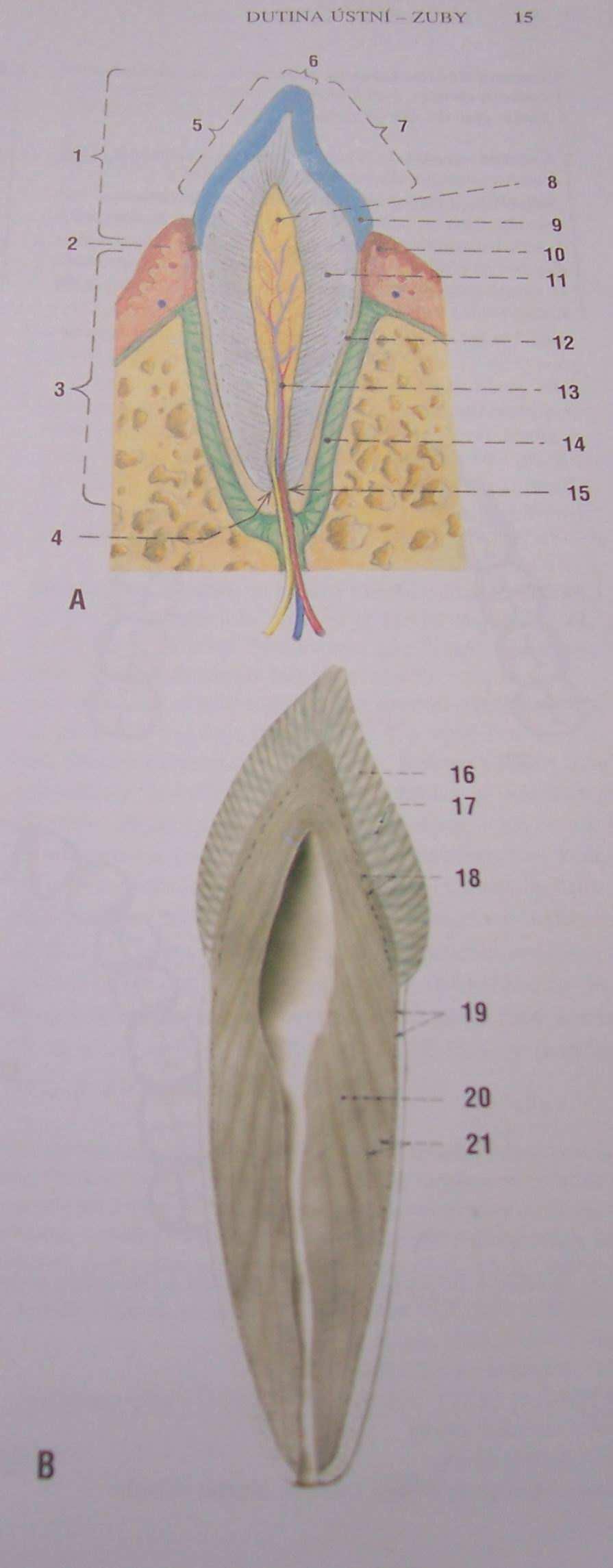 A schéma stavby zubu B struktura zubu na výbrusu s kořen.