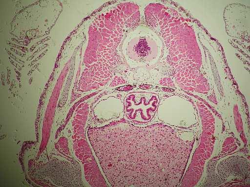 Základ hřbetní cévy Obrázek 4- Příčný řez larvou čolka (Triturus sp.) (URL 4) Srdce pulce má dva oddíly a cévní systém je upraven podobně jako u kruhoústých a ryb.